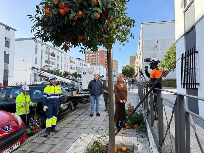 Poda de naranjos en Huelva.