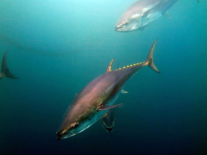 Atlantikoko hegalaburra