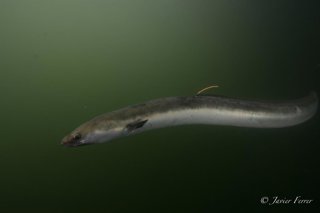 Archivo - WWF y ANSE reclaman a la UE medidas urgentes para evitar la extinción de la anguila europea.