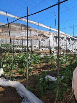 Invernadero con daños en cubiertas y plásticos tras los temporales registrados en la provincia de Almería.