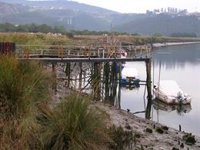 Ecologistas lamentan que CCAA rechacen reforzar protección de angula y recuerdan: la propuesta se basaba en la ciencia