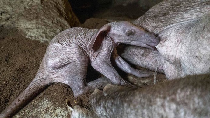 Cría de oricteropo en Bioparc