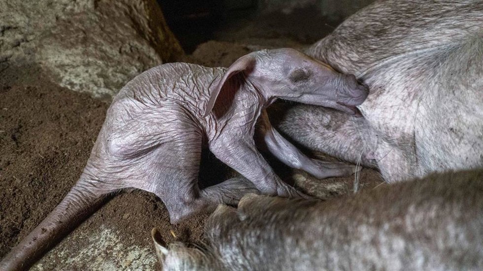 Cría de oricteropo en Bioparc