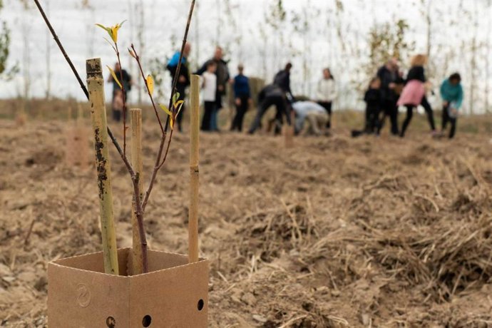 Informes no financieros y reforestación; qué exige Europa y cómo demostrar impacto real