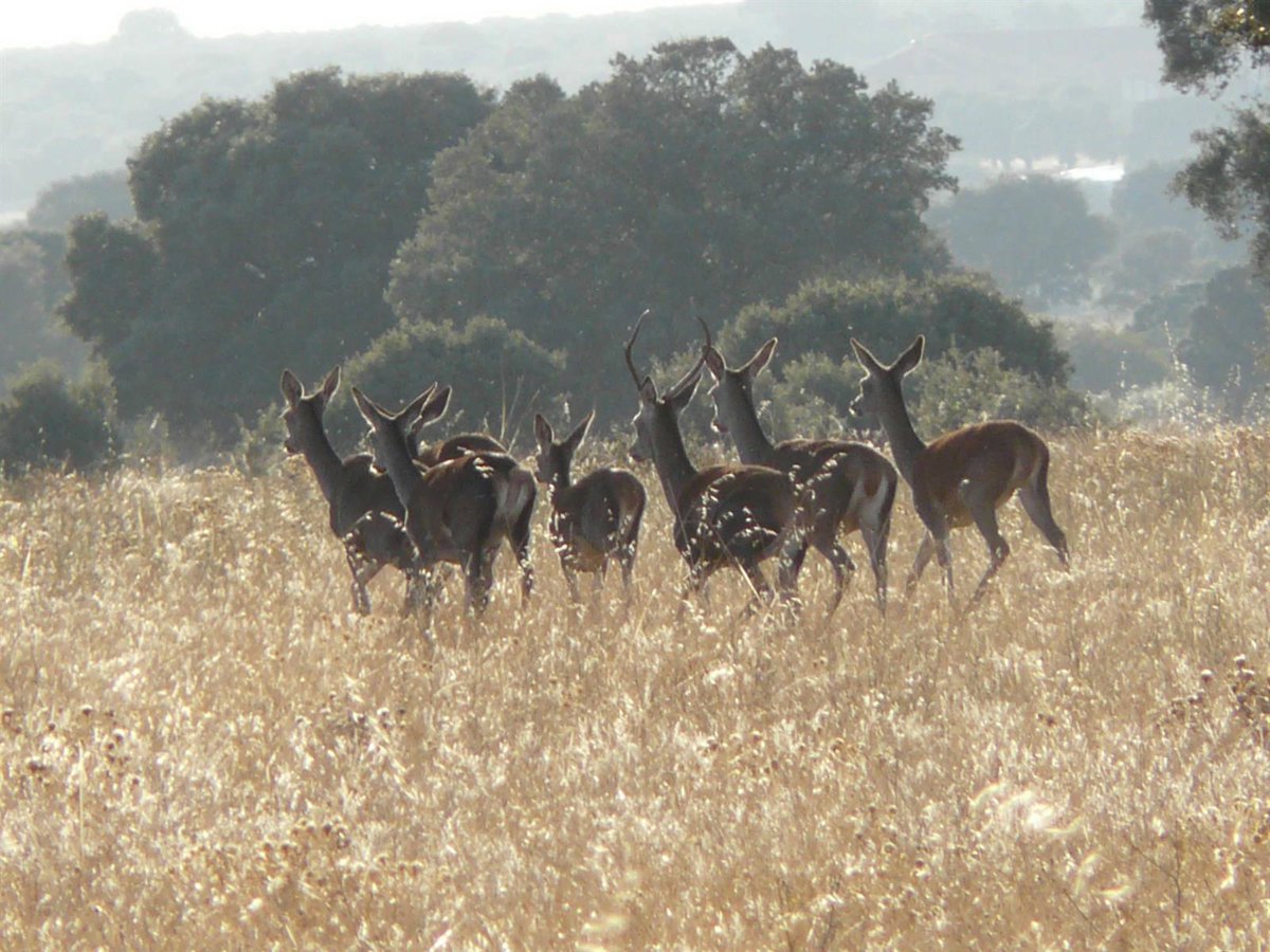 C-LM no entiende la visita de eurodiputados a Cabañeros y sugiere que los particulares controlen a los ungulados