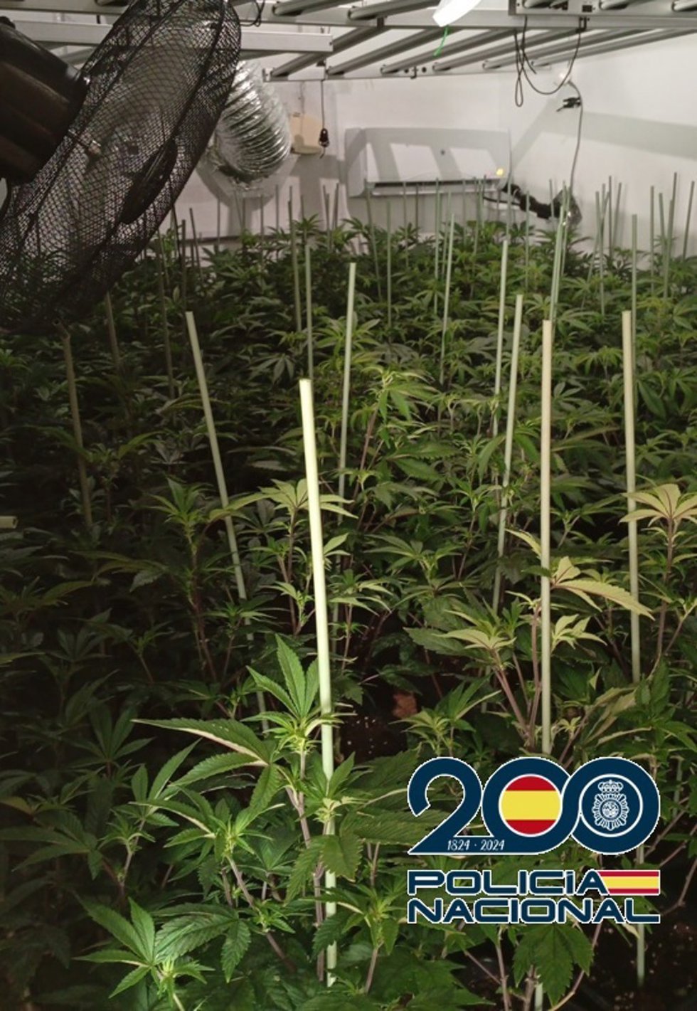 Plantacion marihuana en Palma Palmilla en Málaga capital
