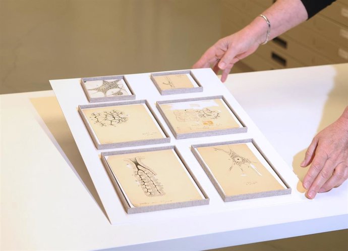 Los seis dibujos originales de Ramón y Cajal descubiertos en el Museo Anatómico de la UVa.