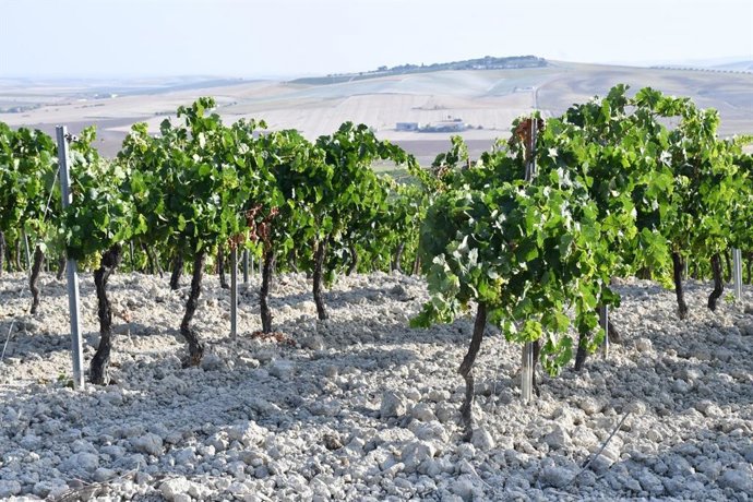 Archivo - Viñedo en la provincia de Cádiz.