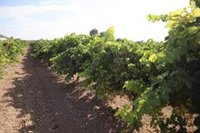 UPA alerta de la "falta de movimientos" en el mercado del vino pese a una campaña de vendimia con menor producción