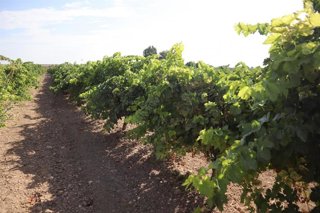 Archivo - Viñedo. Vino.