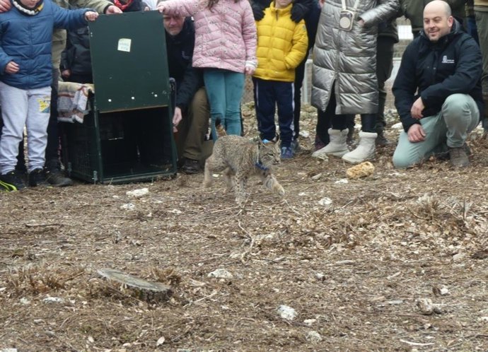Liberan a dos linces ibéricos en el Cerrato Palentino de los nueve que se prevén soltar en 2026
