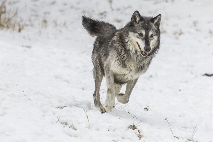 Archivo - December 26, 2025, Kalispell, Mt, USA: A pack of tundra wolves moves through a snowy forest, nuzzling and pacing together in quiet unity, sharing playful moments and trust before instincts sharpen and they set out to hunt.