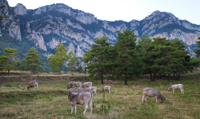 Las ayudas servirán para planificar, diagnosticar y definir estrategias compartidas