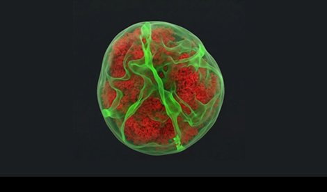 notibrasil sociedade