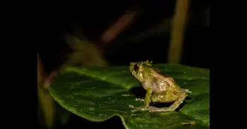 Investigadores describen una nueva especie de rana en los bosques de los Andes orientales de Ecuador