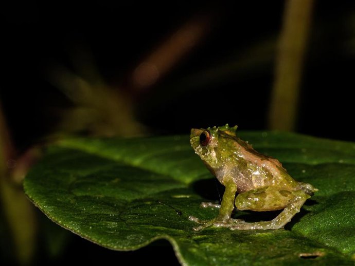 Archivo - Investigadores describen una nueva especie de rana en los bosques de los Andes orientales de Ecuador.