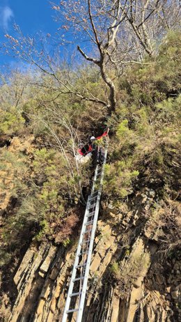 Rescate de un perro en una pared vertical