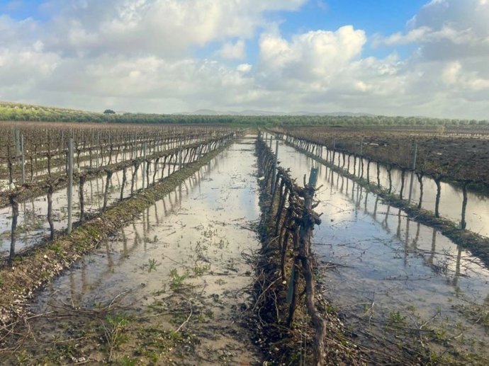 Daños de las lluvias en vides.