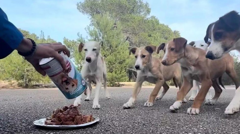 Pacma pide una intervención urgente ante la aparición de perros abandonados en Sant Josep
