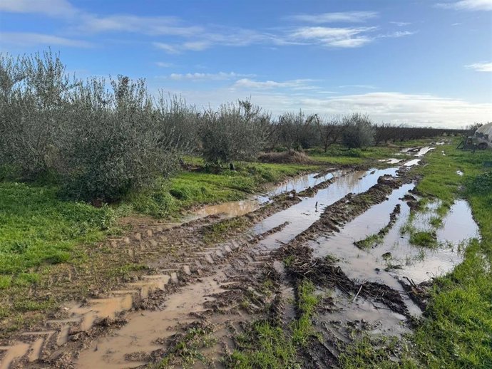 Daños en olivar por las lluvias