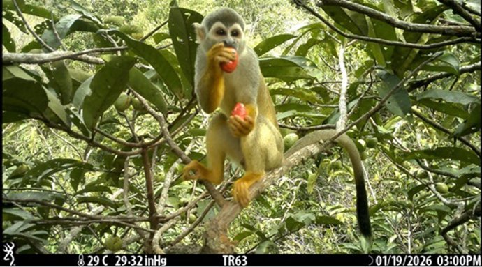 Desarrollan TropiCam-AI, el primer algoritmo de IA capaz de identificar especies arbóreas en la Amazonia.