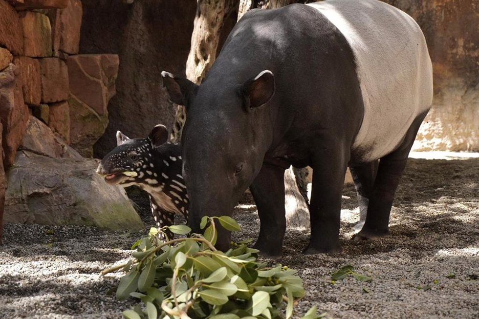 Rawa con su cría Tari en Bioparc Fuengirola