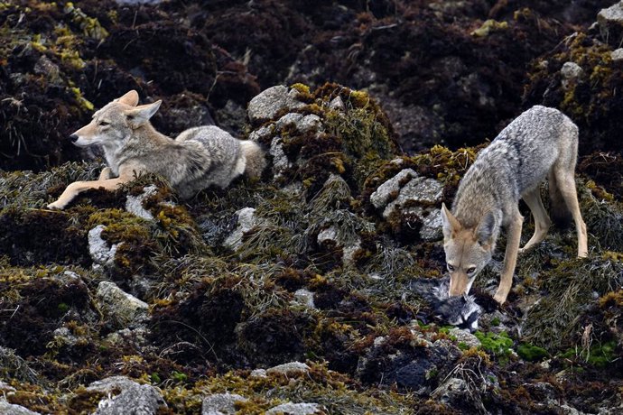 Archivo - August 12, 2021, Pacific Grove, California, US: Bush Wolf eating Raccoon Kill.