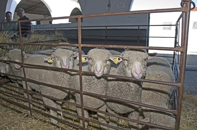 Archivo - Abierto el plazo para que los ganaderos soliciten ganado ovino criado por la Diputación de Cáceres