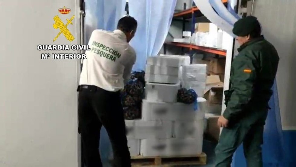 Imagen del pescado y marisco intervenido