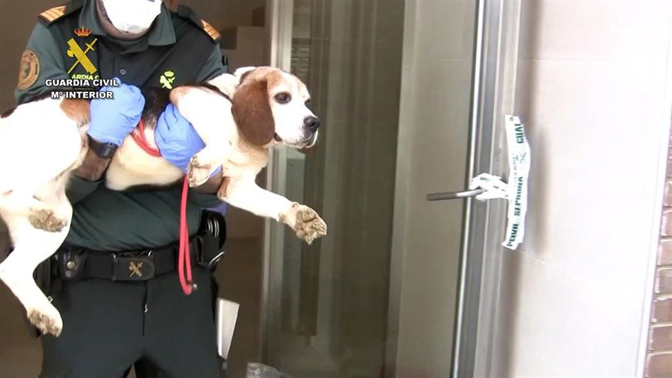 Un agente con uno de los perros rescatados del conocido como 'criadero de los horrores' de Melgar (Burgos).