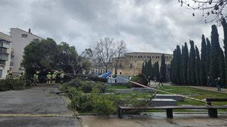 Pino caído el pasado viernes en la Plaza de España de Guadalajara.