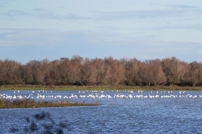 Archivo - Aves en las marismas de Doñana.