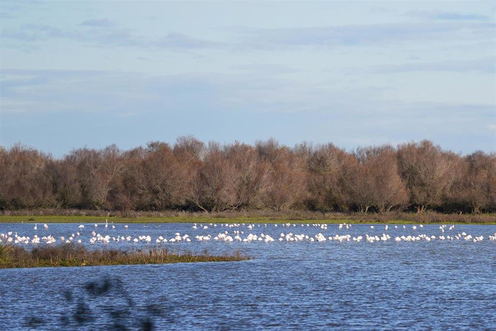 Archivo - Aves en las marismas de Doñana.
