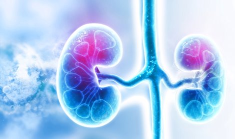 notibrasil sociedade