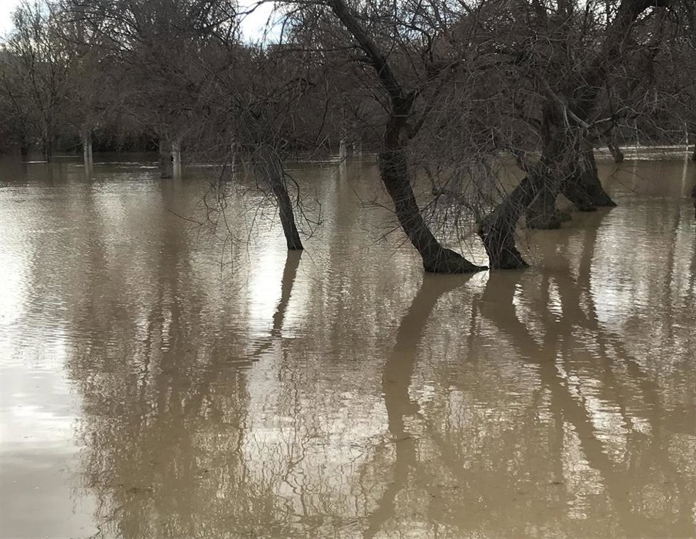 La crecida ordinaria del Ebro anega una zona de arbolado