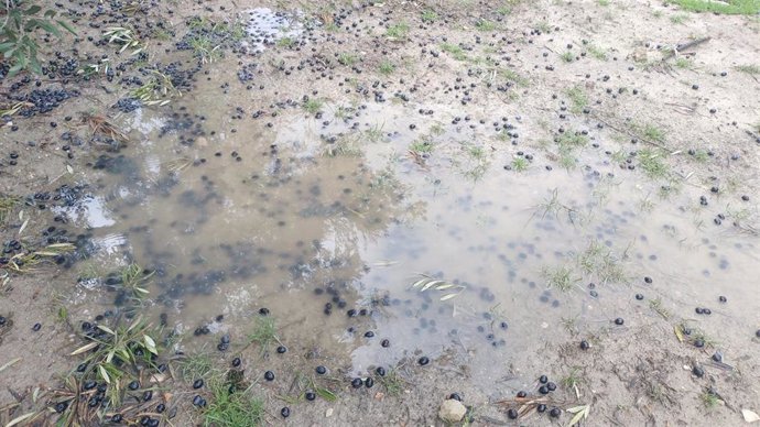 Aceituna en el suelo en la provincia de Granada