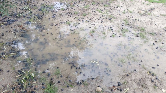 Aceituna en el suelo en la provincia de Granada