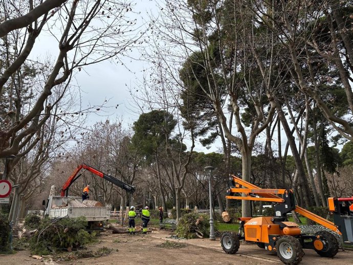 Los bomberos de Huesca retiran el pino caído en el parque Miguel Servet.