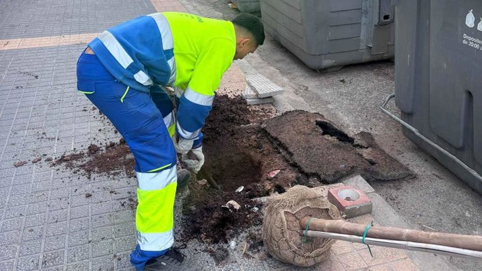 Benidorm inicia la retirada d'arbres danyats i la plantació de nous exemplars en la via pública