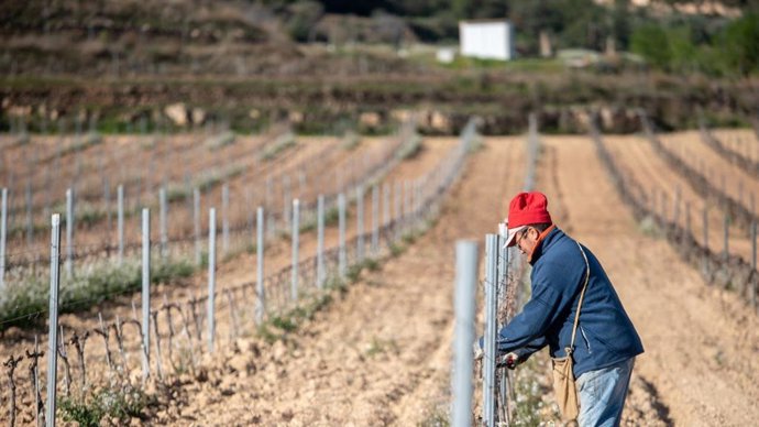 Un trabajador de la viña