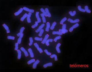 Trabajo del Instituto de Agricultura Sostenible del Consejo Superior de Investigaciones Científicas (IAS-CSIC) y la Universidad de Córdoba (UCO) sobre los telómeros y subtelómeros del trigo, las regiones situadas en los extremos de los cromosomas.