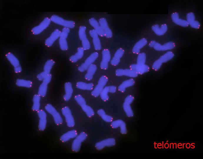 Trabajo del Instituto de Agricultura Sostenible del Consejo Superior de Investigaciones Científicas (IAS-CSIC) y la Universidad de Córdoba (UCO) sobre los telómeros y subtelómeros del trigo, las regiones situadas en los extremos de los cromosomas.