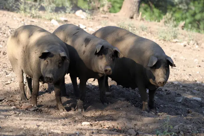 Cerdos ibéricos de pata negra en la serranía de Huelva