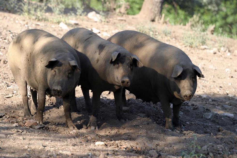 Archivo - Vista de cerdos ibéricos de pata negra en la serranía de Huelva