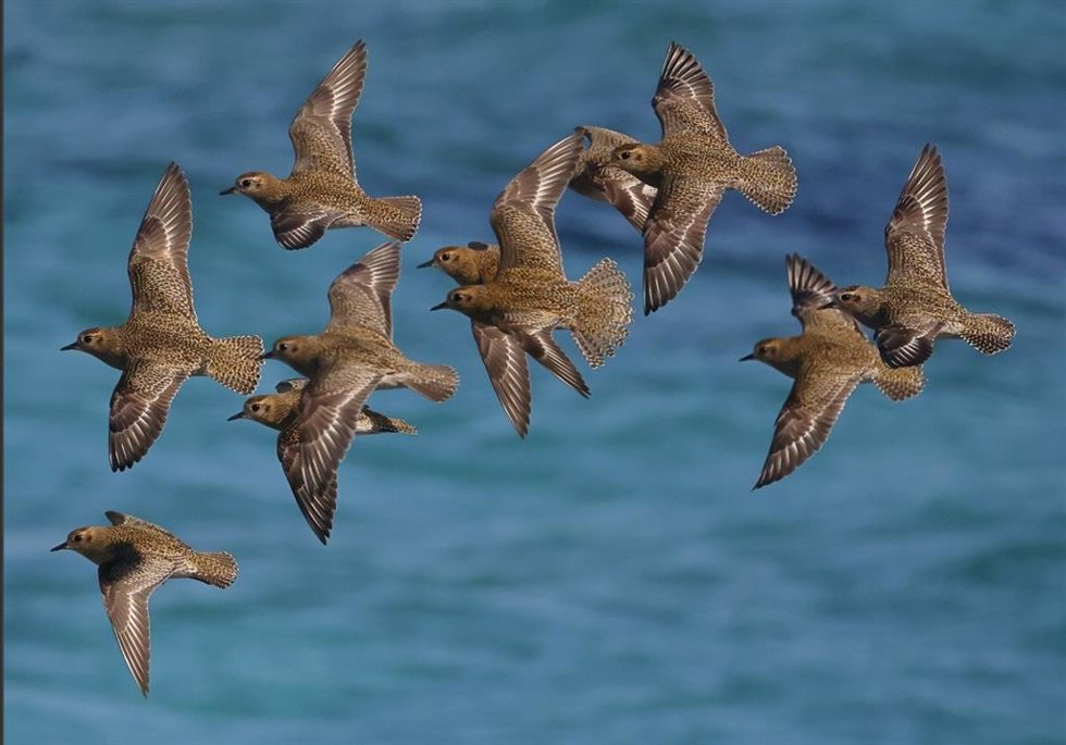 Recurso de aves en Mallorca