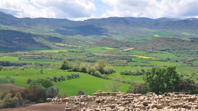 Imagen de un campo catalán