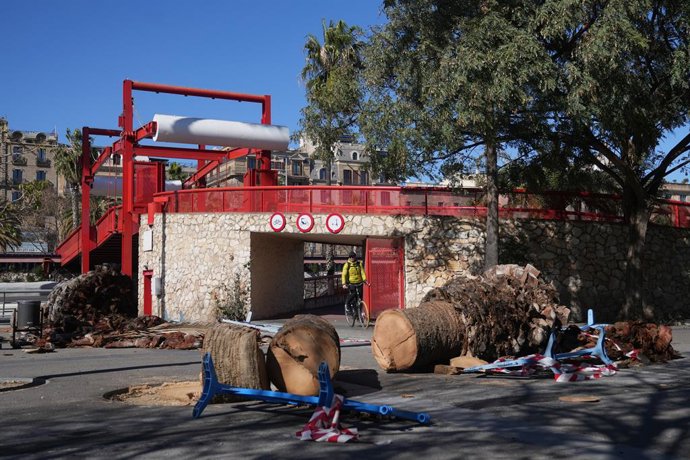 Trossos de palmeres durant el temporal per vent