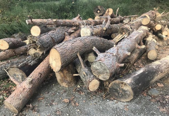 Archivo - Tala de árboles, aprovechamiento de madera, troncos.