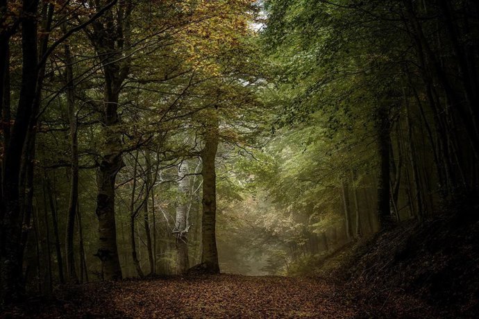 Archivo - Medio Ambiente supera una nueva auditoría de gestión forestal