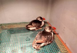 Foto: GOBIERNO DE ASTURIAS